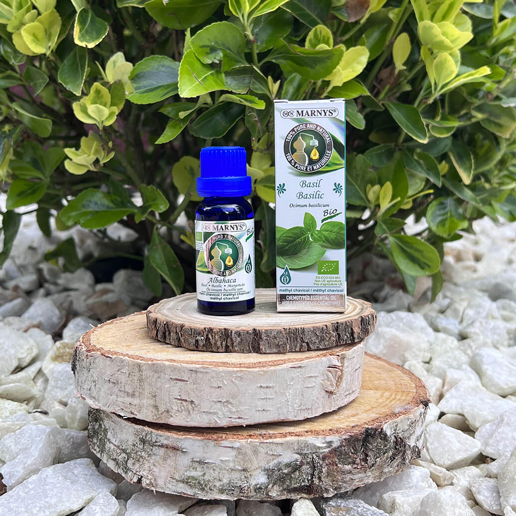 ULEIUL ESENTIAL DE BUSUIOC (OCIMUM BASILICUM) – MOD DE OBTINERE SI INTREBUINTARI ULEIUL ESENTIAL DE BUSUIOC (OCIMUM BASILICUM) – MOD DE OBTINERE SI INTREBUINTARI