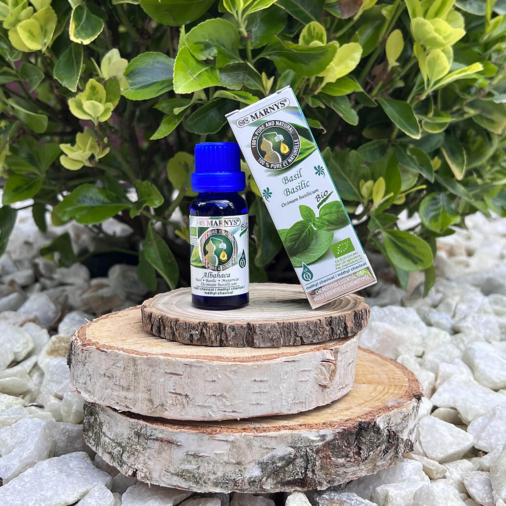 BUSUIOCUL (OCIMUM BASILICUM) – SUPRANUMIT SI “REGELE PLANTELOR” BUSUIOCUL (OCIMUM BASILICUM) – SUPRANUMIT SI “REGELE PLANTELOR”