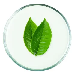 ceai verde ceai verde